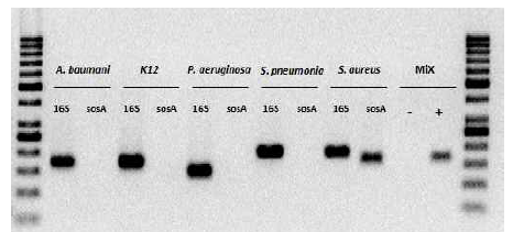 SMP특이적 primer를 사용한 다양한 병원성세균에 대한 PCR 결과