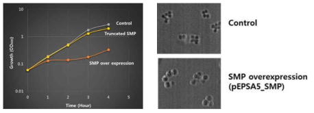 SMP 및 truncated SMP 과발현 균주와 자연형 균주의 성장곡선 및 세포크기 비교. SMP와 N-terminus truncated SMP는 xylose첨가에 의해 발현이 유도되었으며 control은 SMP유전자가 없는 벡터 (pEPSA5)가 들어있는 균주를 사용함
