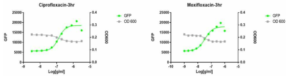 SMP promoter에 의해 발현되는 GFP reporter를 이용한 다양한 농도의 ciprofloxacin 과 moxifloxacin에 대한 SMP 발현조건 확인