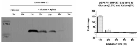 Xylose promoter에 의해 발현되는 SMP의 단백질 및 전사체 수준에서의 조절. Xylose에 의해 발현이 유도된 SMP는 T7 antibody를 이용하여 단백질 수준에서 측정됨과 동시에 RTqPCR를 이용하여 mRNA 수준에서 확인됨