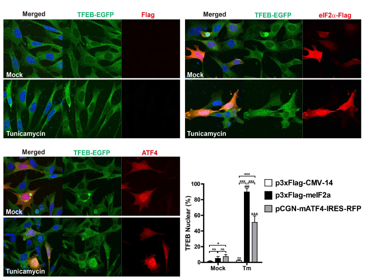 TFEB-EGFP 발현 A/A 세포에 ATF4를 과발현 시켜 Tunicamycin 처리 전 후의 TFEB-EGFP의 핵 이동 정도를 확인함 (형광이미지). TFEB 핵이동 정도를 나타내는 그래프 (오른쪽 아래 그림)