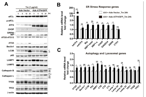 A/A 세포에 Ade-Vector와 Ade-ATF4/GFP 재조합바이러스 (100 MOI)를 감염시킨 후 Tunicamycin 처리 후 시간별로 단백질과 Total RNA를 얻음. Western blot을 통하여 각 단백질 발현을 확인함 (A), Total RNA로부터 각 유전자의 mRNA 변화를 qPCR를 통하여 확인함 (B와 C)