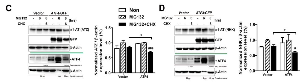 C와 D ATZ 또는 NHK 단백질이 발현되는 eIF2a 인산화 결핍 세포 (A/A)에 ATF4을 과발현 시킨 후 MG132 또는 MG132 + CHX를 동시에 처리하여 단백질의 분해 정도를 Western blot으로 비교 측정함(왼쪽 그림). ATZ와 NHK 발현 변화를 측정하여 그래프화 함(오른쪽 그림)