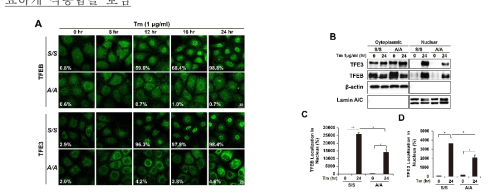 A) Tunicamycin (Tm)을 처리한 세포에서 면역형광요법을 이용한 TFEB와 TFE3 위치변화 관찰. B) Tunicamycin (Tm)을 처리한 세포와 처리하지 않은 세포의 nuclear fraction에서 TFEB/TFE3의 Western blot. C) 그림 B)의 TFEB/TFE3 밴드 intensity의 정량화 그래프