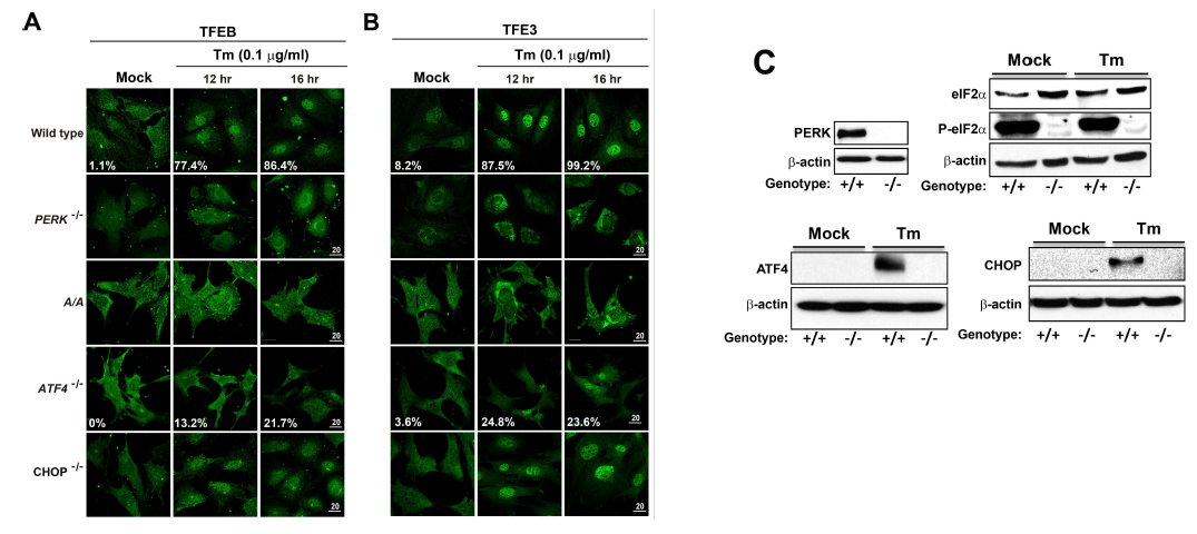 A)와 B) UPR 관련 유전자가 결핍된 MEF들에 Tunicamycin (Tm)을 처리 후 면역형광요법을 이용하여 TFEB와 TFE3 위치변화 관찰. C) Western blot을 통한 MEF들의 Genotype 확인