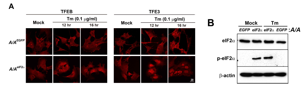 A) Tunicamycin (Tm)을 처리한 A/AEGFP와 A/AeIF2a에서 면역형광요법을 이용한 TFEB 와 TFE3 위치변화 관찰. C) Western blot을 통한 eIF2a 인산화 확인