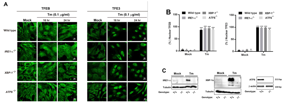 A) Tunicamycin (Tm)을 처리한 MEFs 세포에서 면역형광요법을 이용한 TFEB와 TFE3 위치변화 관찰. B) 그림 A)의 Mock과 24hrs 결과 수치화 그래프. C) Western blot (IRE1a와 XBP1)과 RT-PCR (ATF6)그림 A)을 통한 MEFs들의 Genotype 확인
