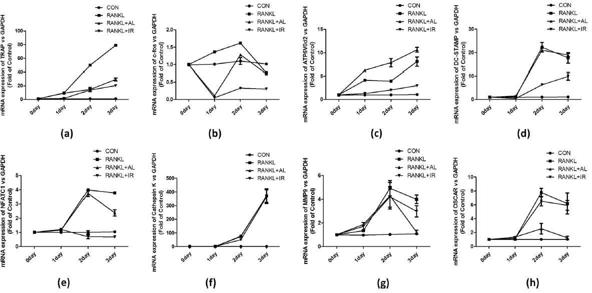 The mRNA expression of a TRAP, b c-Fos, c Atp6v0d2, d DCSTAMP, e NFATc1, f cathepsin K, g MMP9, and h OSCAR was analyzed by RT-PCR. The data were normalized to GAPDH expression and are shown as the mean ratio ± SD from three separate experiments. CON control, IR irradiation, AL alendronate