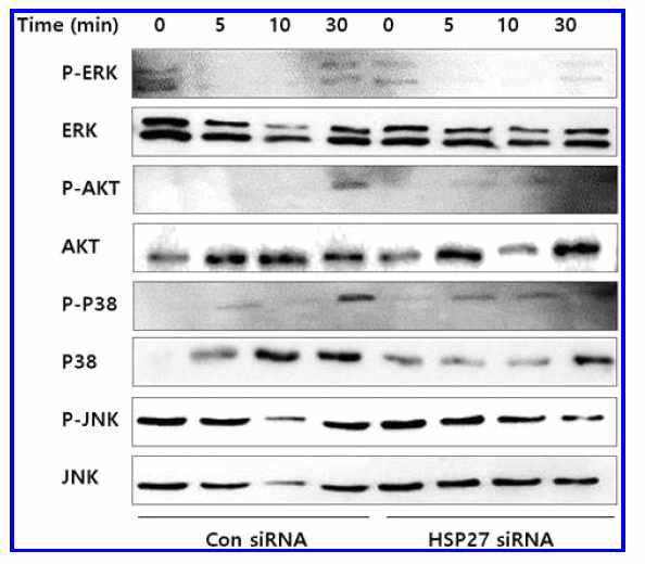 Effect of LED irradiation on the phosphorylation levels of AKT, ERK, p38, and JNK in HSP27-silenced BMMs. Similar results were obtained in three independent experiments. ERK, extracellular signal-regulated kinase; JNK, c- Jun-N-terminal kinase