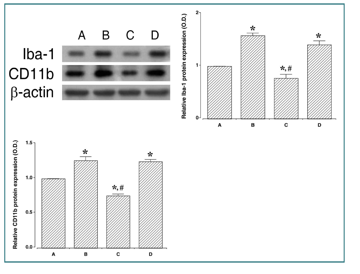 POCD유발에 따른 해마 내 Iba-1과 CD11b 변화에 PDRN이 미치는 영향. (A) 대조군, (B) POCD 유발군, (C) POCD 유발 후 PDRN 투여군, (D) POCD 유발 후 PDRN+DMPX. (좌상) Iba-1과 CD11b 변화, (우상) 집단별 Iba-1 변화, (좌하) 집단별 CD11b 변화. *represents P < 0.05 compared to control group. #represents P < 0.05 compared to the POCD-induced group