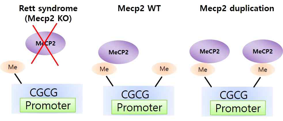 MeCP2에 따른 신경발달장애 타입