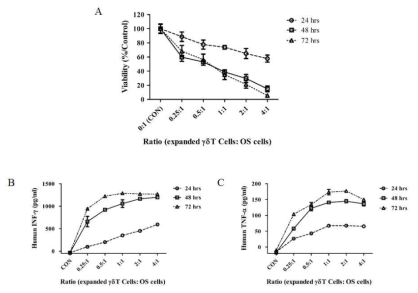 Expanded human γδ TCR+ cells under optimum culture conditions have cytotoxicity against OS cells Cytotoxic activity of enriched γδ TCR+ cells against OS cells analyzed using MTT assay according to the manufacturer's instructions, as indicated (A). After expansion culture, supernates analyzed by ELISA reader according to the manufacturer's instructions (B, C). The data represent the averages and means ± SD from three donors