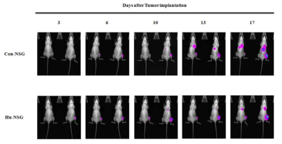 In vivo imaging of orthotopic implantation model of osteosarcoma in humanized NSG mouse. After KHOS/NP implantation, luciferin was injected into the peritoneum at a concentration of 150 mg/kg, 10-15 minutes before imaging. Mice were then anesthetized using isofluorane and imaged using In-Vivo Xtreme (Brunker, USA). Images were quantified as photons/s using Brunker's software and performed twice a week