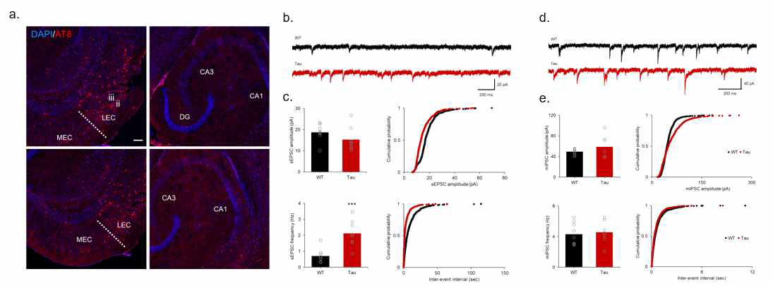 2-3개월 ADLPTAU 마우스에서 타우 (AT8)의 축적과 뉴런 활성 확인