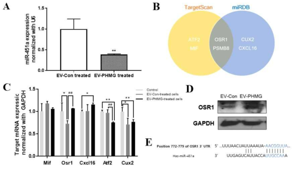 EV miR-451a에 대한 타깃 선정
