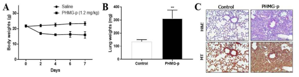 PHMG-p 투여를 통한 폐섬유화 유도