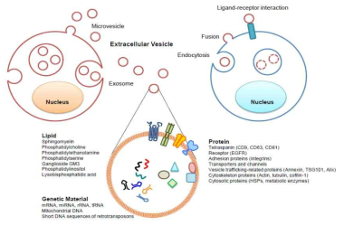 EV를 통한 세포간 상호작용