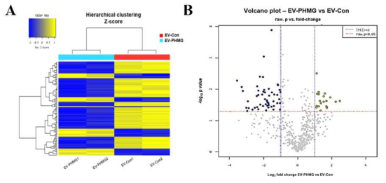 EV-Con과 EV-PHMG에서 발현차를 보인 miRNA에 대한 heat-map과 volcano plot