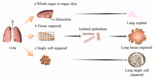 3D organoid 배양 시스템 모식도