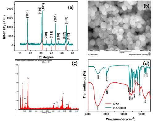 (a) UCNP@RBD XRD 패턴, (b) UCNP@RBD SEM 이미지, (c) UCNP@RBD EDX 스펙트럼, (d) UCNP@RBD FT-IR 스펙트라