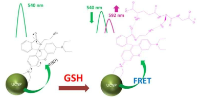 UCNP@RBD의 고리 열림 반응을 이용한 GSH를 검출 메커니즘