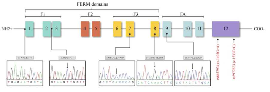FRMD7 단백질의 구조와 유전자 변이. c.875T>C가 확인된 9명의 환자 모두 exon 12의 single-nucleotide polymorphisms (rs6637934, rs5977623)을 공유하고 있었음