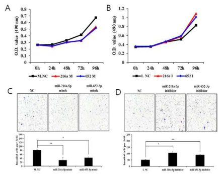 성장호르몬분비성 뇌하수체 종양 세포주 (GH3)에 miRNA mimic 및 inhibitor transfection 후 MTS assay (A, B) 및 migration assay (C, D)