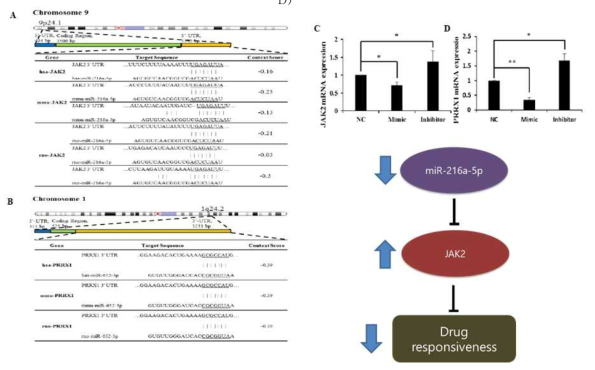 miRNA에 의한 뇌하수체 종양 관련 RNA Coding 확인 및 성장호르몬분비성 뇌하수체 종양 세포주 (GH3) 에서 miRNA 조절에 따른 JAK2 RNA 발현양 변화 확인