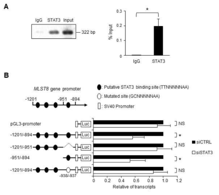 MLST8 promoter에서 STAT3 결합 부위의 확인. (A) HCT116 세포로부터 단백질-DNA 복합체를 STAT3 항체 또는 정상 IgG로 침전시키고, DNA의 양을 MLST8 유전자의 promoter 영역에 대한 primers를 사용한 PCR에 의해 측정한 다음, 전기영동 (왼쪽) 또는 정량적 PCR (오른쪽)로 분석하였다 (n = 3). (B) 루시퍼라제 리포터 분석은 siCTRL 또는 siSTAT3로 처리된 HCT116 세포에서 수행하였다. MLST8 프로모터-루시퍼라제 DNA constructs 및 pCMV3.1-Renilla 벡터를 48시간 후에 형질 감염시키고, 세포를 수확하기 전 24시간 동안 추가로 인큐베이션하였다. 반딧불이 루시페라제 활성을 레닐라 루시페라제 활성으로 표준화하였다. siSTAT3에서 루시퍼라제 활성의 배수 변화를 siCTRL의 변화에 비율로 계산하여 표시하였다 (n = 4). 통계적으로 유의미한 차이는 *, p <0.05로 표시하였고 NS는 통계적으로 유의하지 않음을 나타낸다