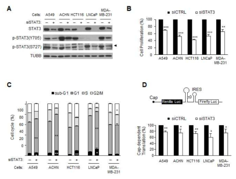 다양한 암세포 주를 siCTRL (–) 또는 siSTAT3 (+)를 처리한 후 72 시간 후에 세포를 분석함. (A) STAT3 knockdown 정도를 각각의 항체를 이용하여 western blotting으로 분석하였다. (B) 세포 증식 정도를 WST-1 방법으로 분석하였다. (C) 세포 주기를 FACS 분석법을 이용하여 분석하였다. (D) Cap-dependent translation 활성도를 측정할 수 있는 expression vector DNA 구조를 나타내었으며 각 세포주에서 renilla luciferase와 firefly luciferase activities를 비교하여 cap-dependent translation 활성도를 비교하였다