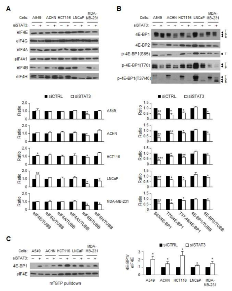 다양한 암세포 주를 siCTRL (–) 또는 siSTAT3 (+)를 처리한 후 72 시간 후에 세포를 분석함. STAT3 knockdown에 따른 eIF4 family (A) 및 4E-BP1 단백질 양과 인산화 정도(B)를 항체를 이용하여 western blotting으로 분석하였다. (C) 4E-BP1이 mRNA의 5’-Cap에 붙는 정도를 m7GTP pulldown 후에 항체를 이용하여 western blotting으로 분석하고 정량하였다