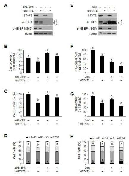 HCT116 세포에서 STAT3 knockdown의 4E-BP1 인산화 의존성 조절 작용. (A) 추출 된 단백질을 항체를 이용하여 Western blot 분석하였고 (B) Cap-의존적 단백질 조절 정도를 분석하였다. (C) WST-1 분석 (n = 3)으로 측정한 세포증식 및 (D) 세포주기 분포를 FACS로 분석 하였다. (E) Dox 의존적 4E-BP1 과발현 세포에서 단백질 발현 및 (F) Cap-의존적 단백질 조절 정도를 분석하였다. (G) 세포증식 및 (H) 세포주기 분포를 FACS (n = 3)로 분석하였다. 각 그래프의 다른 문자는 통계적으로 유의미한 차이를 나타내었다 (p <0.05)