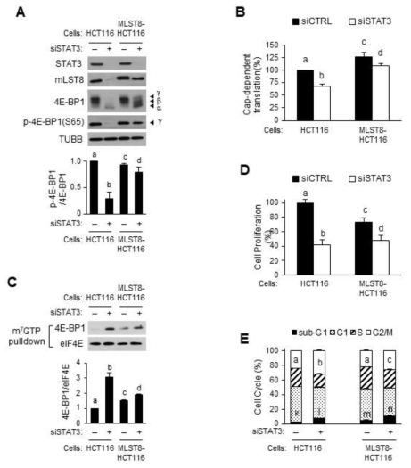 mLST8 과발현된 HCT116 세포에서 cap-의존적 번역의 개선. (A) siSTAT3을 HCT116 및 mLST8-과발현된 HCT116 세포에 72시간 동안 형질 감염시켰다. 표기된 항체를 갖는 동일한 양의 추출물을 사용하여 웨스턴 블롯팅을 수행하고, p-4E-BP1의 밴드 강도 (S65)를 정량하였다 (n = 4). (B) siSTAT3을 48시간 동안 세포내로 형질 감염시켰다. 이어서, 세포를 24시간 동안 비시스트로닉 루시퍼라제 리포터로 2차 형질 감염시켰다. 각 그룹의 cap-의존적 번역 활성을 루시퍼라제 분석을 사용하여 siCTRL 그룹과 비교하였다 (n = 4). (C) 지시된 항체를 사용하여 웨스턴 블롯팅으로 m7GTP 풀다운 추출물을 검출하였고, cap-결합 4E-BP1 지수는 4E-BP1 대 eIF4E의 비율로 결정하였다 (n = 3). (D) 생존 세포를 계수함으로써 상대 세포증식을 결정하였다 (n = 3). (E) 세포주기 분포를 FACS로 분석하였다 (n = 3). 동일한 그래프의 다른 문자는 통계적으로 유의한 차이를 나타낸다 (p <0.05) (E의 경우, G2/M의 경우 a~c; sub-G1의 경우 k~n)