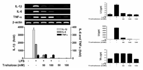 조골세포에 LPS 처리 시 염증유발인자들의 분비가 증가하였고, 자가포식 항진물질인 Trehalose 처리 후 염증유발인자들의 분비가 감소함