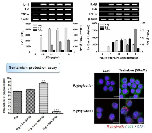 대식세포에 자가포식 항진물질인 Trehalose 처리 시 P.gingivalis가 대식세포 안으로 유입되는 것이 증가하였고, 자가포식 억제물질인 3MA 처리 후에는 감소하는 것이 관찰됨