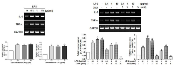 치은섬유아세포에 LPS 처리 시 염증유발인자인 IL-6, TNF-α의 분비가 증가하였고, 자가포식 억제물질인 3MA 처리 후 염증유발인자들의 분비가 감소함