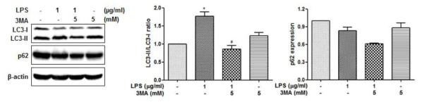LPS에 의해 치은섬유아세포의 자가포식이 증가되었고, 자가포식 억제물질인 3MA 처리 후 치은섬유아세포의 자가포식이 감소됨