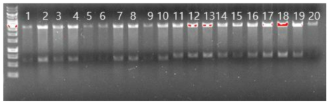 At3g01520 (528bp)과 At3g11930 (600bp) AtUSP 유전자들 클로링 및 유전자 확보. EcoRI으로 Cutting후 pCR8 vector에 fused AtUSP 유전자들을 size확인. 1-10 lanes (pCR8-At3g01520), 11-20 lanes (pCR8-At3g11930)