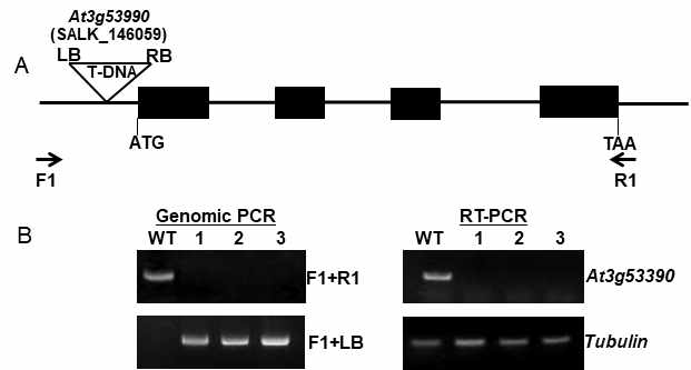 AtUSP 유전자인 At3g53990의 T-DNA insertion mutant라인의 T-DNA insertion 위치 개략도 및 선발. (A) T-DNA insertion를 나타내는 At3g53990 유전자의 구조 (B) Genotyping과 RT-PCR