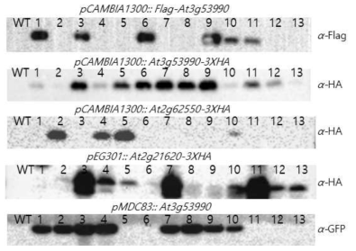 과발현 AtUSP 애기장대 형질전환식물체들 라인 선별. HA, Flag, GFP 항체를 이용한 Western blot 분석. 애기장대에서 AtUSP (At3g53990, At2g62550, At2g21620) 단백질 발현 확인