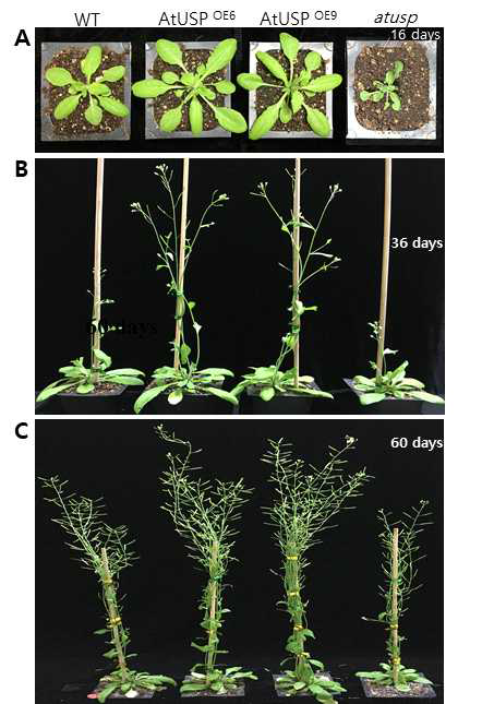 식물발달과정에서의 WT, AtUSP (At3g53990) 과발현체 (OE), mutant (atusp) 라인들의 표현형. A. 16일째 키운 식물체들. B. 36일째 키운 식물체. C. 60일째 키운 식물체