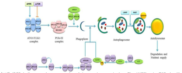 A diagrammatic representation of the autophagy mechanism. The AMPK and mTOR signalling pathways control the induction of autophagy. The assembly of the ULK1/Atg1 and PI3K complexes denotes the beginning of the autophagy process. This assembly supplies the membrane source for the formation of the phagophore. Two ubiquitin‐like conjugation reactions are necessary for the formation of the autophagosome. One reaction involves the conjugation of Atg7 and Atg10 that induces the formation of a conjugate of Atg5 and Atg12, which then assembles into a large multiprotein complex containing Atg16L1. The other reaction involves the conjugation of phosphatidylethanolamine to LC3 by the sequential action of Atg3 and Atg7 to form LC3‐II. Lipid delivery through Atg9 allows the autophagosomal membrane to elongate and close to form the autophagosome. The autophagosome fuses with the lysosome through molecules such as LAMPs and RAB7. The autolysosome then degrades cargo and sustains cellular homeostasis