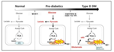연구가설: pre-diabetes에서 T2DM으로 발전시 미토콘드리아 에너지 대사 source가 glucose로부터 glutamate로 shift 된다. ETC: electron transport chain