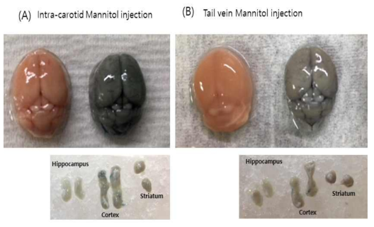 Mannitol perfusion 에 따른 BBB permeability 확인