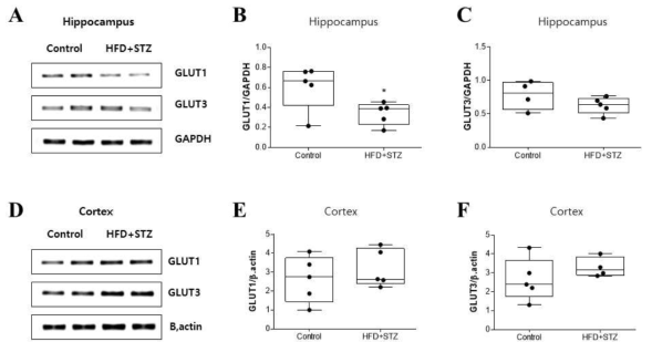 hippocampus(A-C)와 Cortex(D-F)에서의 Glucose transporter(D-F)인 GLUT1 GLUT3 gene expression level