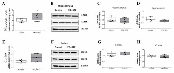 hippocampus(A)와 Cortex(E)에서의 lactate양과 Lactate dehydrogenase A(LDHA), LDHB protein level