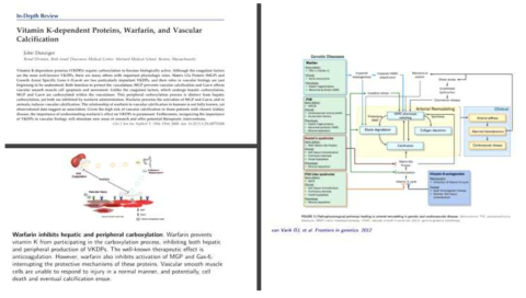 Vitamin K와 혈관석회화 및 혈관 경직도