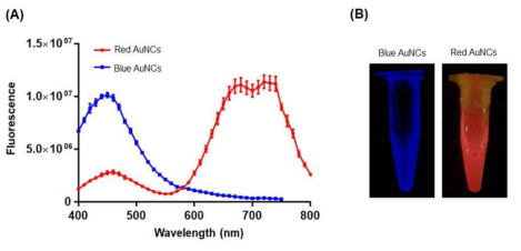엑소좀을 주형으로 합성된 형광 특성을 띄는 금 나노클러스터 (exo-AuNCs). 금 나노클러스터(exo-AuNCs)의 형광 스펙트럼(여기 파장=360 nm)(A) 및 사진(B)