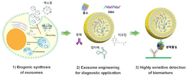 엑소좀을 이용한 초고감도 생체물질 검출 기술 개발 개념도