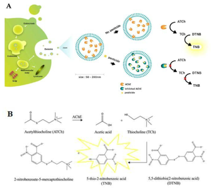 엑소좀을 이용한 발색신호 기반의 살충제 검출 기술 (A) 세포에서 자연적으로 생성되는 엑소좀을 이용한 살충제 검출 모식도, (B) 에스테르 가수분해효소 (acetylcholinesterase; AChE)에 의한 발색신호 반응 (Ellman’s assay)